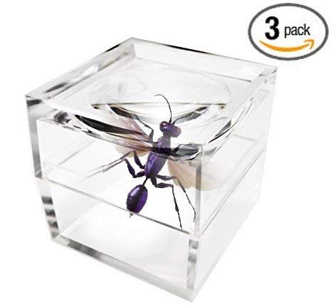 MagniPros Pack of 3 Magnifier Box Bug Viewer Magnifies up to 5X(500%) with Crystal Clear Image